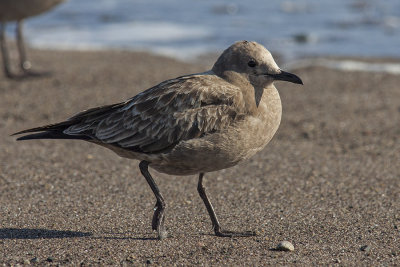 Gaviota garuma (juvenil)