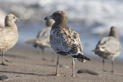 Gaviota peruana