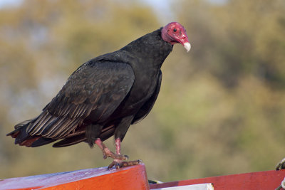 Jote de cabeza colorada