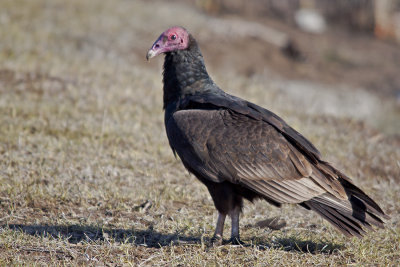 Jote de cabeza colorada