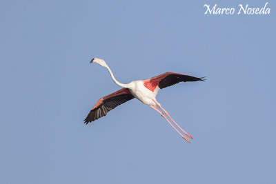 Greater Flamingo (Fenicottero)