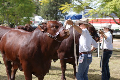 Cattle judging.JPG
