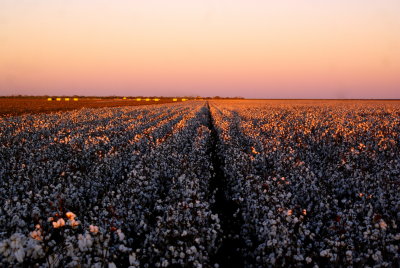 Cotton crop, north east of Clermont