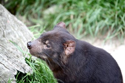 Tasmanian devil