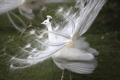 White peacock