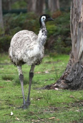 Emu