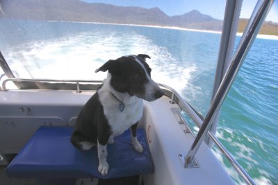 Dolphin watch