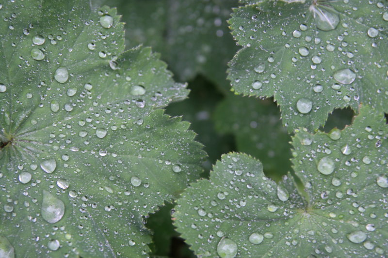 leaves