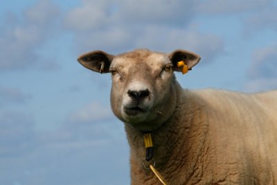 another individual sheep