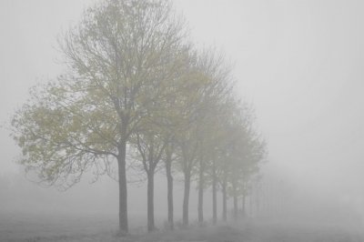 the fog.jpg