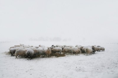 sheep winter