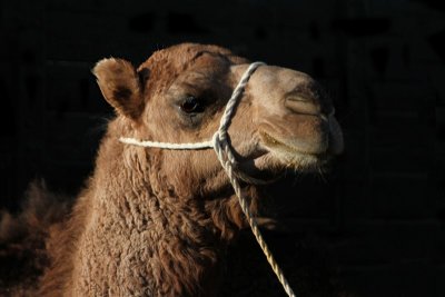 le camel