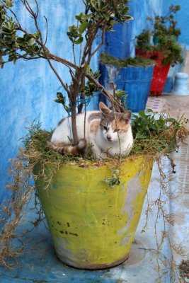Rabat, Kasbah des Oudayas, beaucoup des chats