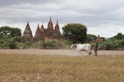 Farmer ploughing @ Bagan