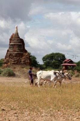 Farmer ploughing @ Bagan