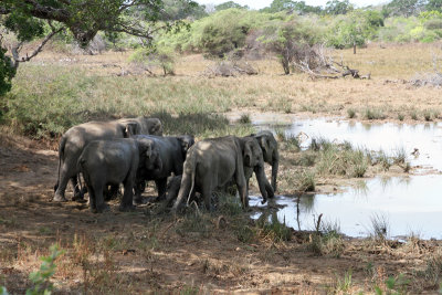 herd with young elephants