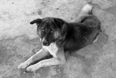 Burmese dog