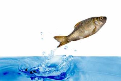 DYK-FishJump.jpg