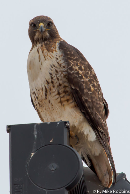 2013-01103-LR-DS.jpg