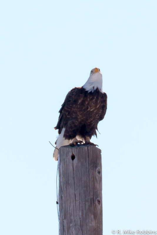 2013-01153-LR-DS.jpg