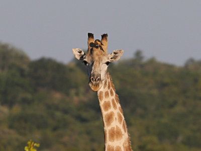 Giraffe Oxpecker.jpg
