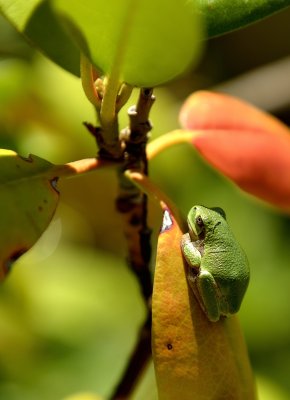 Tree Frog