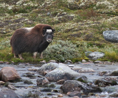 Day 3-4-5: Dovrefjell-Sunndalsfjella NP