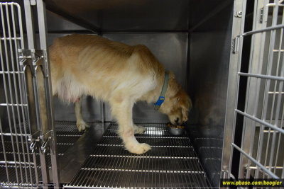 【救援疑似遭遺棄的黃金獵犬】