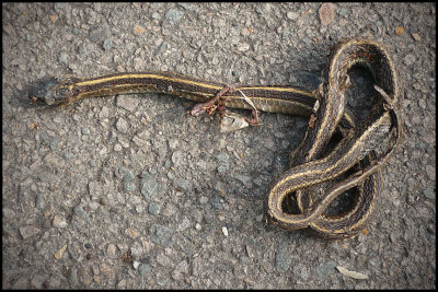 sausalito snake