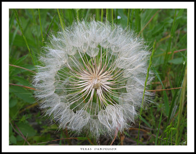 Texas Dandelion