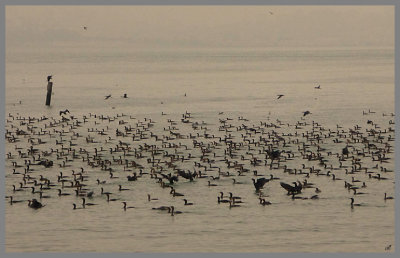 Cormorant migration