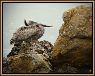 Pelican' sick