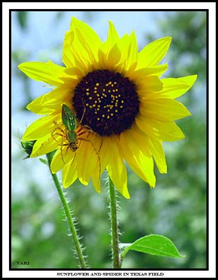 Sunflower and Spider