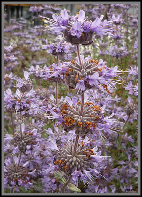 Phlomis Samia