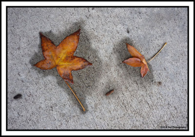 Autumn leaves