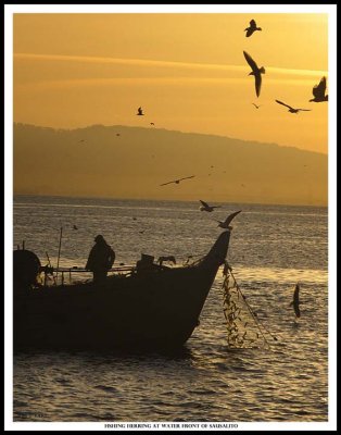 fishing herring
