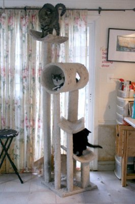 cats in cat tree Large.jpg