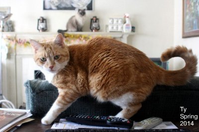 Rainbow Bridge Catsters