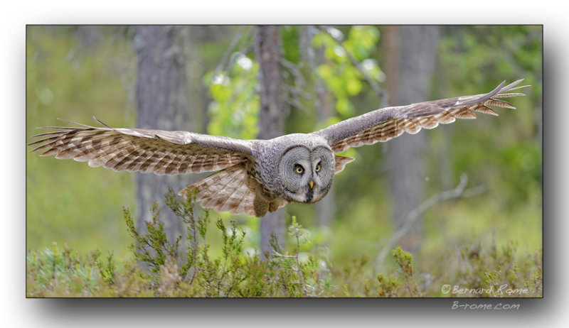 Chouette-lapone en vol. Great gray owl in flight