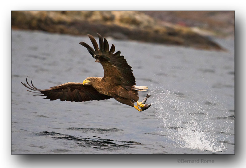 Aigle pygargue-Sea eagle