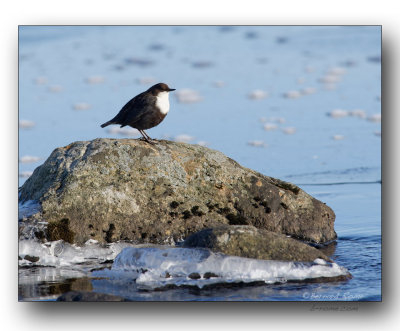 cincle plongeur- white-throated dipper