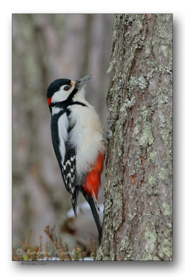 pic epeiche-great spotted woodpecker 