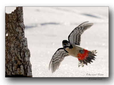 pic epeiche à l'atterrissage-landing of the great spotted woodpecker 