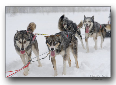 chiens de traineau- sled dogs