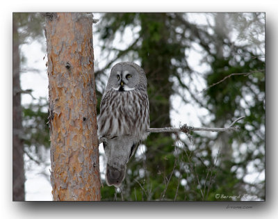 chouette lapone. great gray owl. Oiseau rare (300 individus environ en Finlande) 