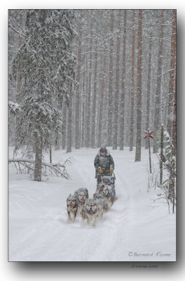 traineau dans la fort lapone- sled in Lapland forest