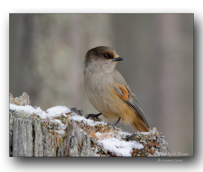 msangeai- siberian jay