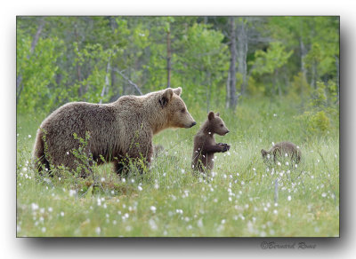   Family scenes in bears- Scènes familiales chez les ours en laponie...