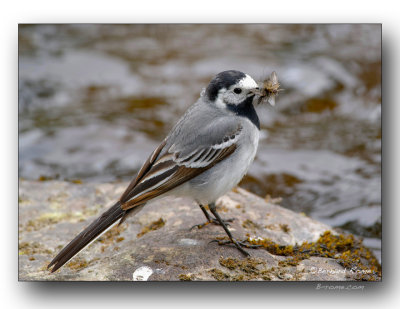Bergeronnette avec insectes. wagtail with insects.