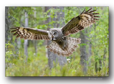 Chouette lapone à l'atterrissage. Great gray owl landing 